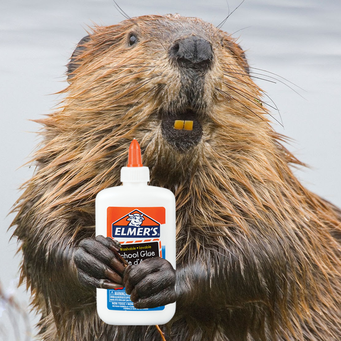BeaverGlue